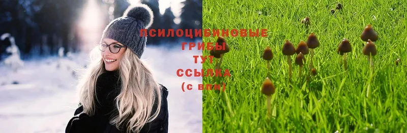 blacksprut онион  Новороссийск  Псилоцибиновые грибы MAGIC MUSHROOMS  купить наркотик 